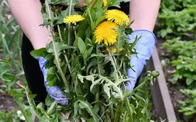 How To Use Weeds To Read Your Soil