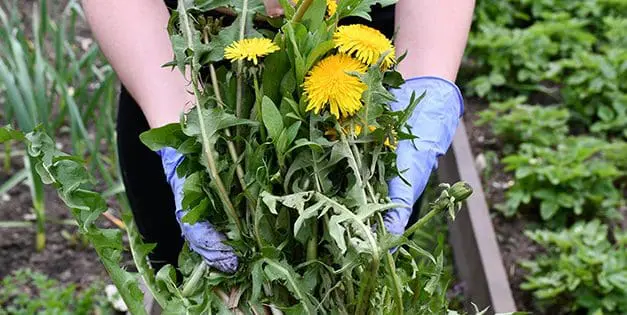 How To Use Weeds To Read Your Soil