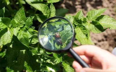 This Is The No #1 Enemy Of Potatoes