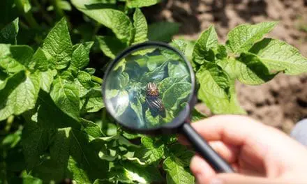 This Is The No #1 Enemy Of Potatoes