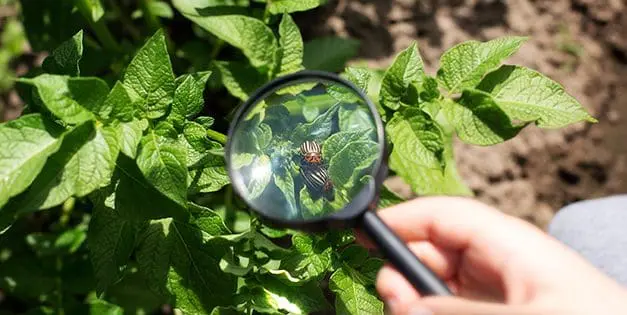 This Is The No #1 Enemy Of Potatoes