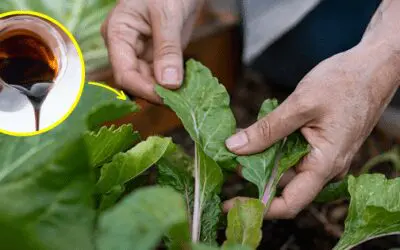 What Molasses Does To Your Garden