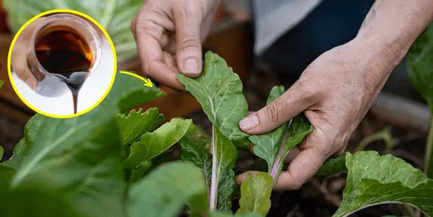 What Molasses Does To Your Garden