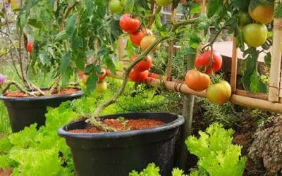 You Should Do This Before Your Summer Garden Is Gone