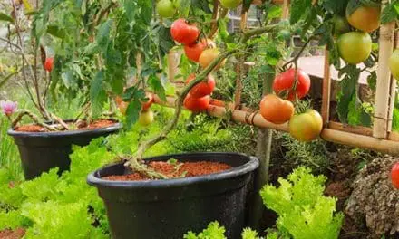 You Should Do This Before Your Summer Garden Is Gone