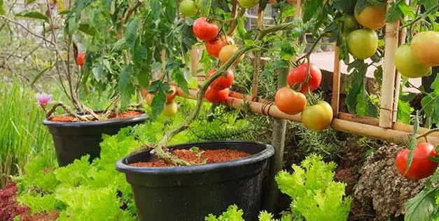 You Should Do This Before Your Summer Garden Is Gone