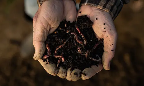 8 creepy crawlers you should welcome in your garden