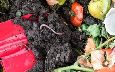 7 Creepy Crawlers You Should Welcome In Your Garden