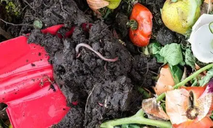 7 Creepy Crawlers You Should Welcome In Your Garden