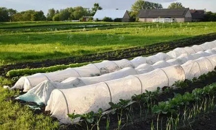 According To Real Homesteaders, You Should Do This Before Autumn Ends