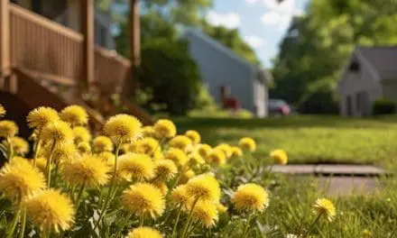 DO THIS With The Dandelions Growing Around Your House