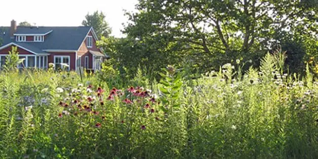 I Regret Planting These