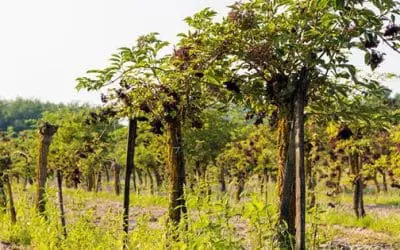 Why I Started An Elderberry Orchard And Why You Should Too