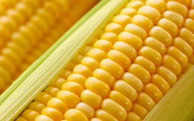 Corn