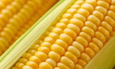 Corn