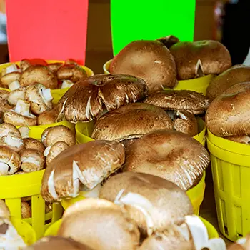 How To Make A Full Income On Your Homestead