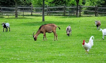 6 Most Profitable Animals To Raise On Your Property