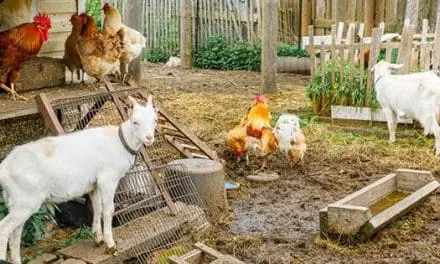 I Wish I’d Known THIS Before Going Off Grid