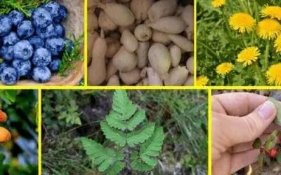 Wild Edibles People Ate During The Great Depression