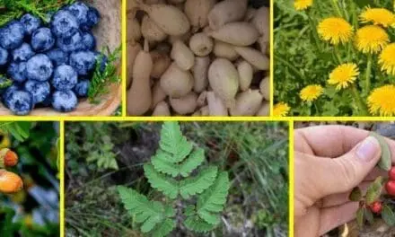 Wild Edibles People Ate During The Great Depression