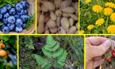 Wild Edibles People Ate During The Great Depression