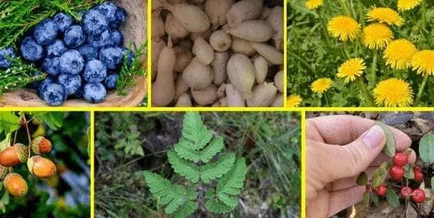 Wild Edibles People Ate During The Great Depression
