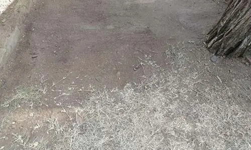 DIY Poor Man's Greenhouse