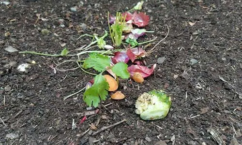 DIY Poor Man's Greenhouse