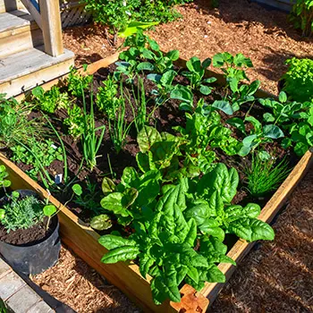 Fall Container Vegetable Gardening 