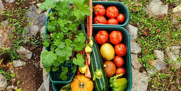 Fall Container Vegetable Gardening