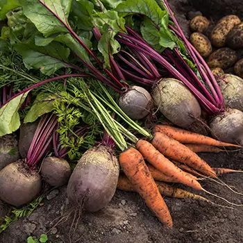 These Are the Veggies You Should Plant This Fall
