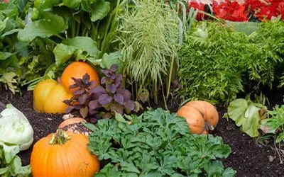 These Are the Veggies You Should Plant This Fall