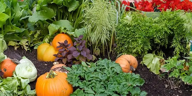 These Are the Veggies You Should Plant This Fall