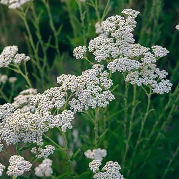 10 Medicinal Seeds You Should Start This Winter