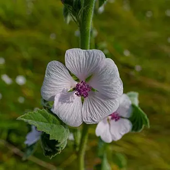 10 Medicinal Seeds You Should Start This Winter