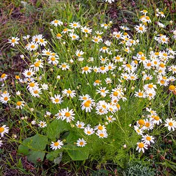 10 Medicinal Seeds You Should Start This Winter