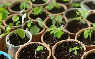 10 Medicinal Seeds You Should Start This Winter