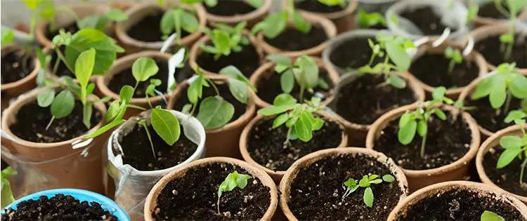 10 Medicinal Seeds You Should Start This Winter