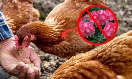 Never Feed THIS to Your Chickens