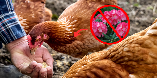 Never Feed THIS to Your Chickens