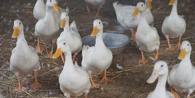 Read This Before Getting Ducks