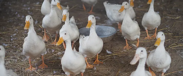 Read This Before Getting Ducks