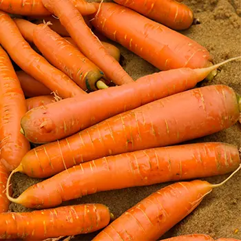Foods You Should Never Keep in a Root Cellar