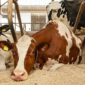 How The Pioneers Could Predict The Weather