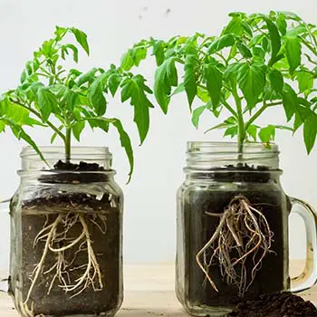 How To Grow Tomatoes Indoors