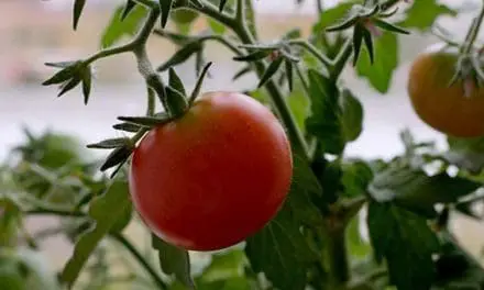How To Grow Tomatoes Indoors