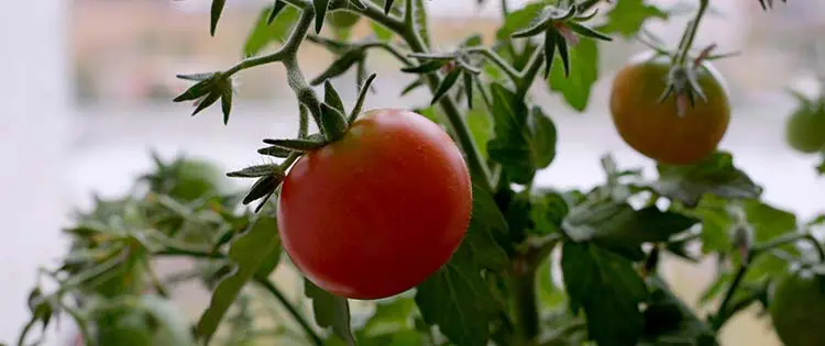 How To Grow Tomatoes Indoors