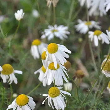 Natural Remedies From The Amish - chamomile