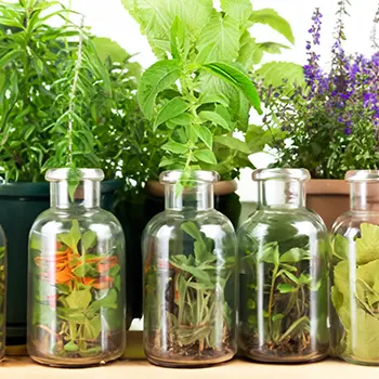 Plants You Can Grow In Water Bottles