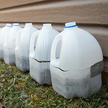 Plants You Can Grow In Water Bottles